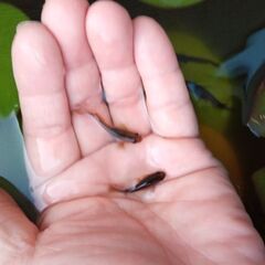 サタンの稚魚の画像