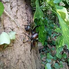 カブトムシ差し上げます。但し小学生以下に限りますの画像