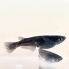⭐️お譲り先決定❗️妲己メダカの稚魚5匹の画像