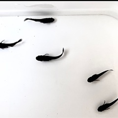 ⭐️お譲り先決定❗️妲己メダカの稚魚5匹の画像