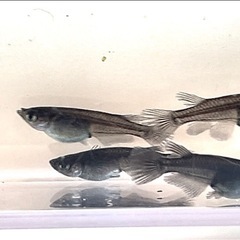 ⭐️お譲り先決定❗️妲己メダカの稚魚5匹の画像
