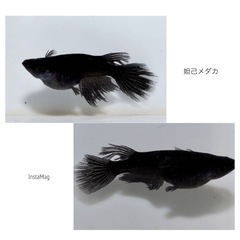 ⭐️お譲り先決定❗️妲己メダカの稚魚5匹