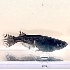 ⭐️お譲り先決定❗️妲己メダカの稚魚5匹の画像