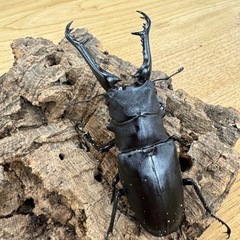 ギラファノコギリクワガタ　♂1♀2トリオの画像