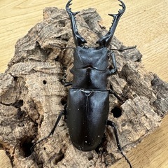 ギラファノコギリクワガタ　♂1♀2トリオ