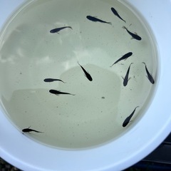 メダカ　黄泉