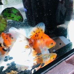 決まりました‼️引き取り限定‼️金魚2匹の画像