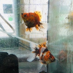 決まりました‼️引き取り限定‼️金魚2匹の画像