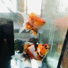 決まりました‼️引き取り限定‼️金魚2匹の画像