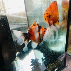 決まりました‼️引き取り限定‼️金魚2匹の画像