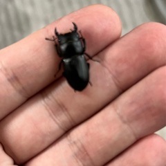 【受付終了】ムシモンオオクワガタ ペアの画像