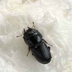 【受付終了】ムシモンオオクワガタ ペアの画像