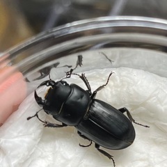【受付終了】ムシモンオオクワガタ ペア