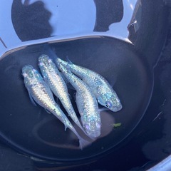 🌈狼牙メダカ又は卵30個以上🌈の画像