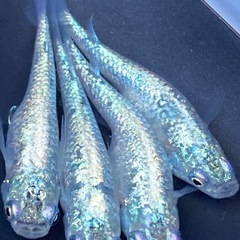 🌈狼牙メダカ又は卵30個以上🌈