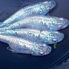 🌈狼牙メダカ又は卵30個以上🌈の画像
