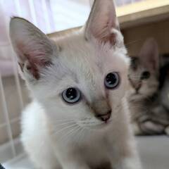 とってもかわいいシャム系姉妹