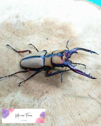 カネギエーテルノコギリクワガタ♂単品41.2ミリ