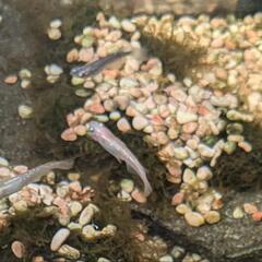成魚5匹と稚魚30〜35匹