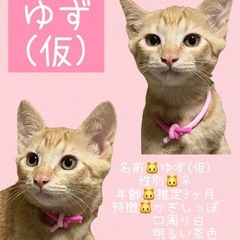 【里親さん決定】🐱茶トラ【ゆず♀】🧡