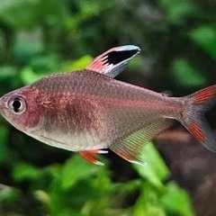 熱帯魚　ロージィテトラ　レモンテトラ　各5匹