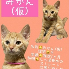 【里親さん決定】🐱茶トラ【みかん︎︎ ♀】🧡
