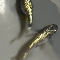 🐟【ネプチューン】稚魚20匹🐟　メダカ