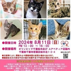 猫ちゃんのお見合い会
