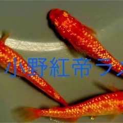 🐟【小野紅帝ラメ】稚魚12匹🐟　メダカ