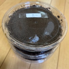 マルスゾウカブト 3齢幼虫3匹セット
