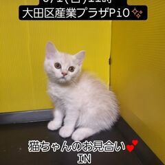 9/1（日）譲渡会。生後2ヵ月立耳フォールデックス♂クリームタビ...