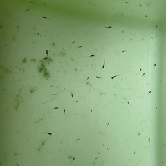 MIXメダカ稚魚1匹2円〜の画像