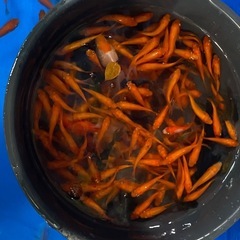  金魚・出目金・和金100円　500匹まで対応可能の画像