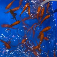  金魚・出目金・和金100円　500匹まで対応可能の画像
