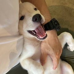 だいふく君　里親募集　甘えん坊！
