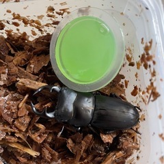 能勢産 オオクワガタ♂　Sサイズ