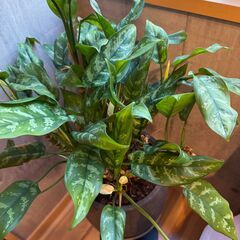 観葉植物 2点セットの画像