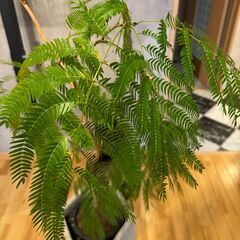 観葉植物 2点セットの画像