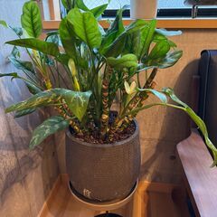 観葉植物 2点セット