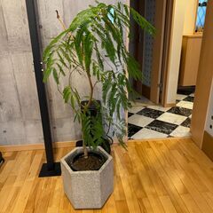 観葉植物 2点セットの画像