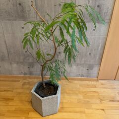 観葉植物 2点セットの画像