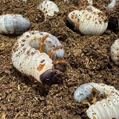 レックスゾウカブト（megasoma rex） 2〜3令幼虫