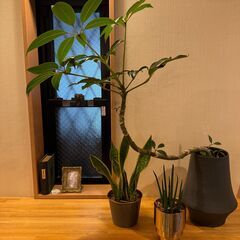 観葉植物 3点セット 土不要