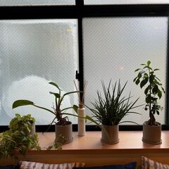観葉植物 4点セット