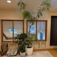 観葉植物3点セット