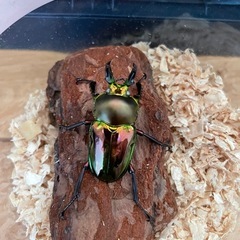 ニジイロクワガタ♂  ノーマルカラー