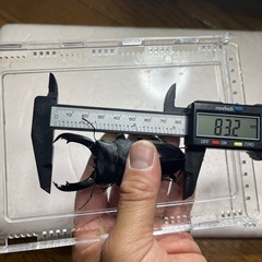 テイオウヒラタクワガタ