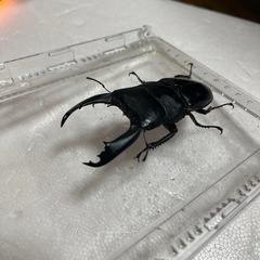 テイオウヒラタクワガタの画像