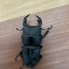 オオクワガタ♂　　ちびちびトリオ