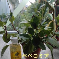 ペペロミア